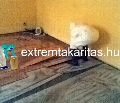 Csőtörési utáni fetőtlenítő takarítás